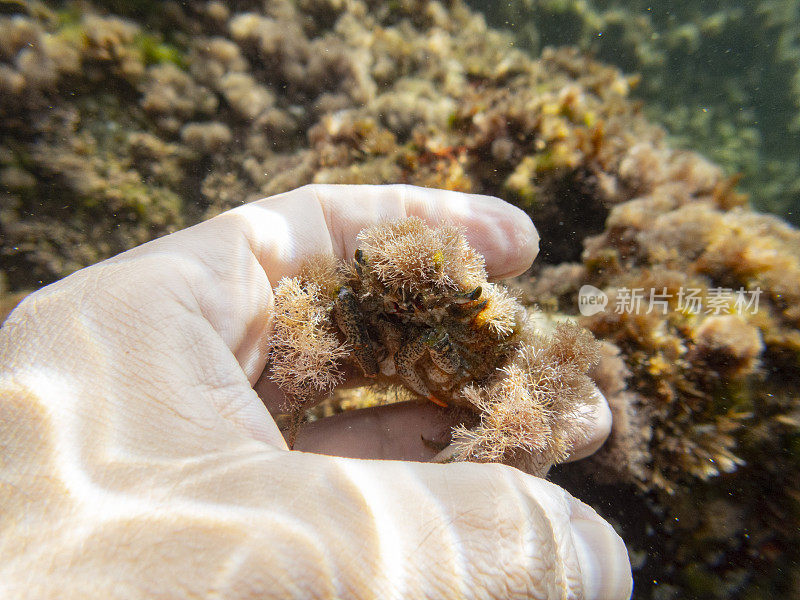 Camposcia retusa，通常被称为蜘蛛装饰蟹或我手中的小丑蟹，Costa Brava，加泰罗尼亚